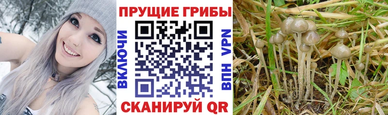 Галлюциногенные грибы Magic Shrooms  Дигора 
